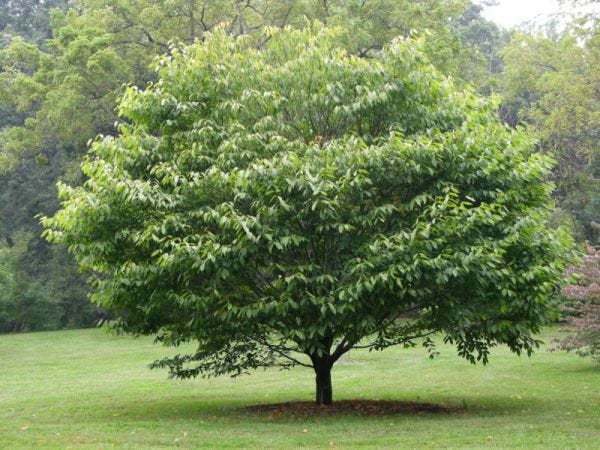 American Hornbeam Tree, Quart Pot, 6-12