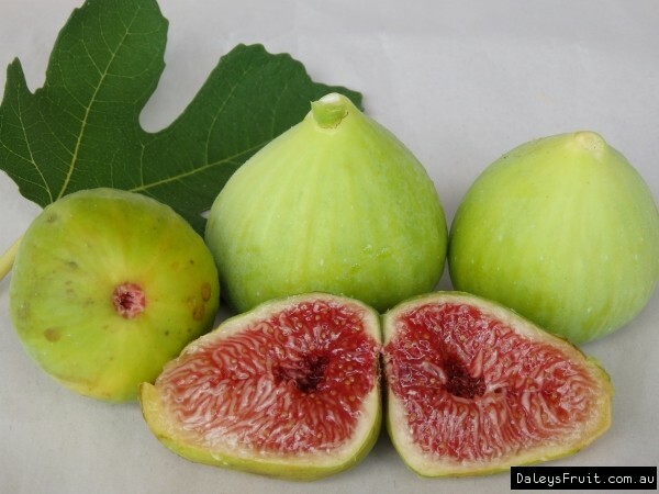 JH' ADRIATIC Fig Tree  Sweet intense Berry Flavor Figs