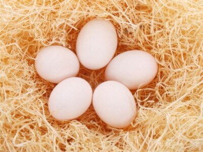 Farm Fresh Eggs