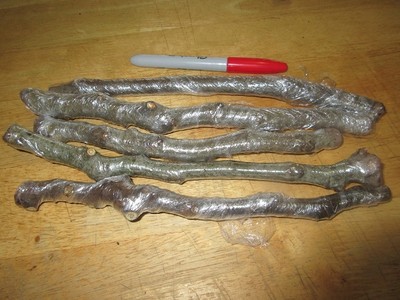 Fig tree cuttings LSU Strawberry- 5 cuttings