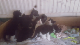 Black Kitten In Derbyshire Cats Kittens For Sale Gumtree