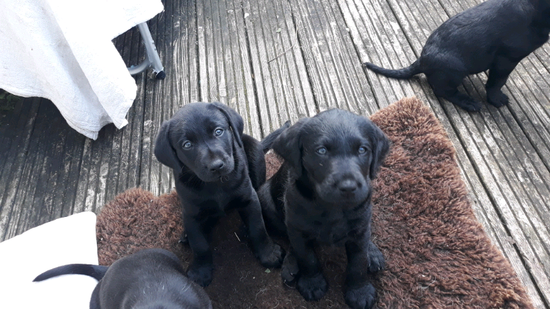 Black Labrador Labradoodle Puppies In Newton Abbot Devon