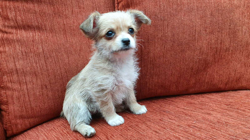 Chihuahua x teacup yorkie in Swanley, Kent Gumtree