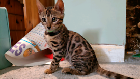 Purebred Bengal kittens for sale - only 3 left!