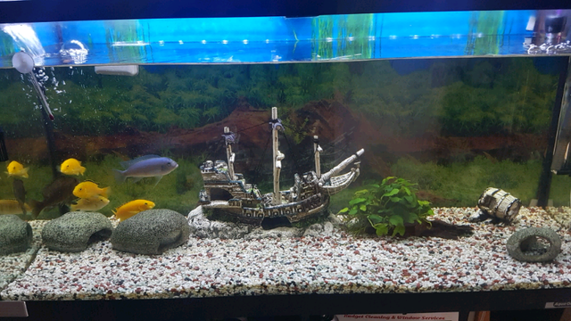 8500 Aquarium Design For Discus Fish Terbaik