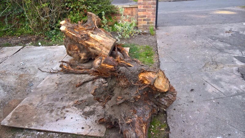 Tree stumps FREE | in Norwich, Norfolk | Gumtree