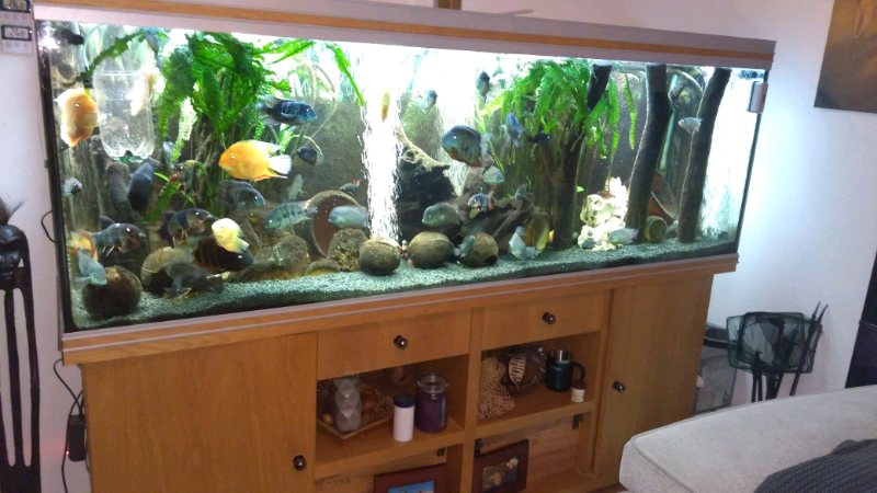 Large fish tank in Ripon, North Yorkshire Gumtree