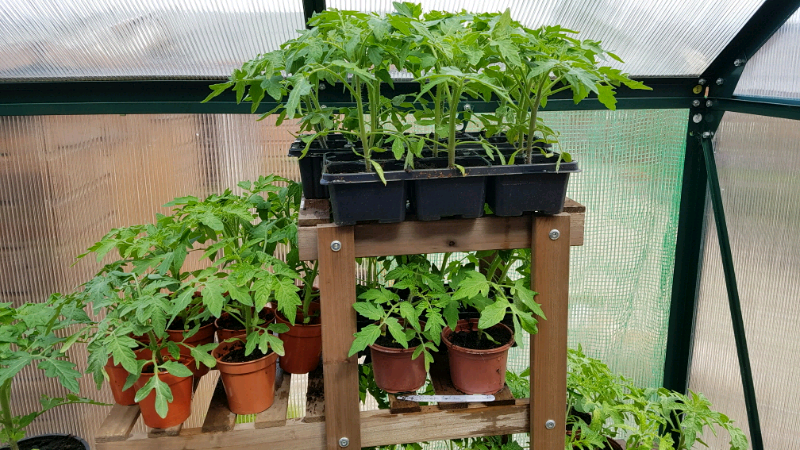 Tomato, courgette and squash plants for sale 50p each | in Bishop Auckland, County Durham | Gumtree