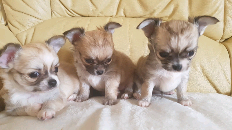 Long Haired Teacup Chihuahuas In Orpington London Gumtree