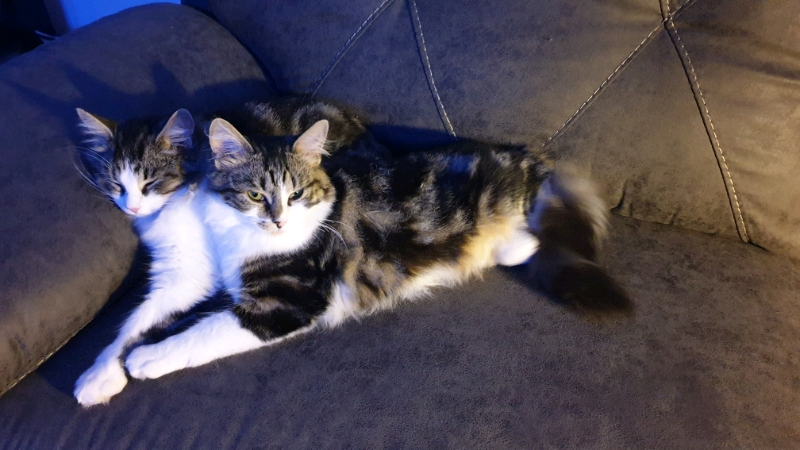 Kittens In Larkhall South Lanarkshire Gumtree