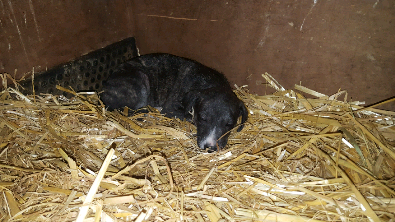 Puppies In Ipplepen Devon Gumtree