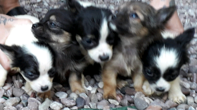 Long Haired Chihuahua Puppies In Alfreton Derbyshire Gumtree