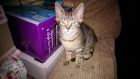 Maine Coon Cats Kittens For Sale Gumtree