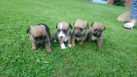 Adoro Dancar Nas Maos Das Pessoas Com Imagens Lindos Filhotes Animais Bebes Mais Fofos Bichinhos Fofos