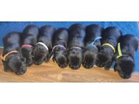 8 gorgeous kc registered labrador puppies