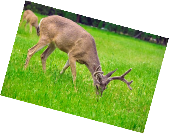 SeedRanch Chufa Seed - 5 Lbs.