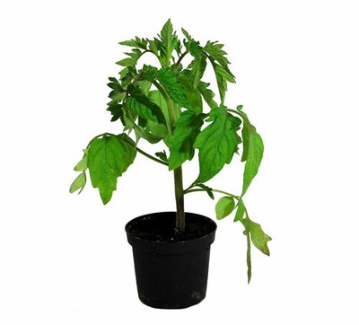 Tomatenpflanze Harzfeuer F1, Tomaten Pflanzen, Pflanze, Frische Gemüsepflanzen