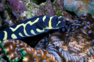 Engineer/convict goby large | Fish | Gumtree Australia Hornsby Area