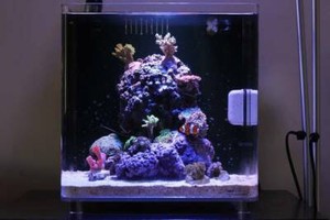 aqua 30 led fish tank