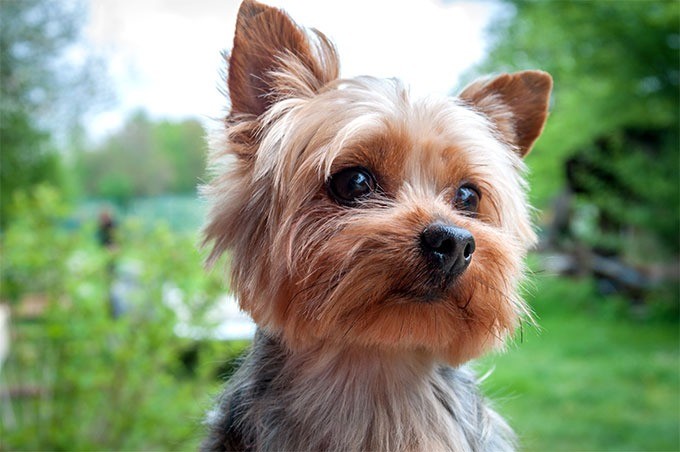 Image result for yorkshire terrier