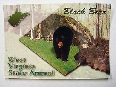 Black Bear The West Virginia State Animal Postcard