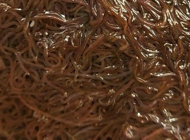Live California Blackworms *Tropical Fish & Amphibian ...
