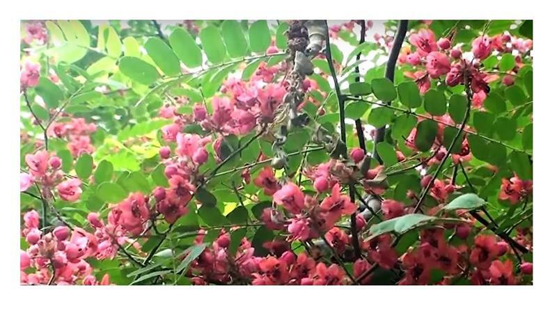 20x Cassia Roxburghii Rote Kassie Baum Garten Pflanzen - Samen Id79