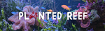 planted_reef