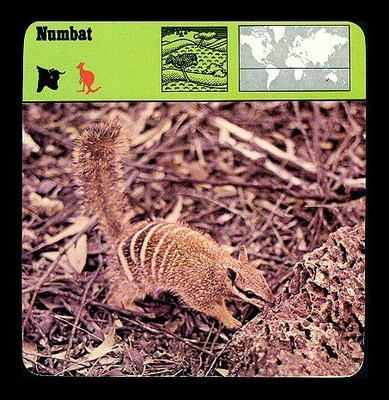 "numbat vintage 1975-1980 safari animal fact photo card