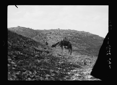 Beit,Middle East,American Colony Jerusalem Photo Dept,1934-1939,Camel