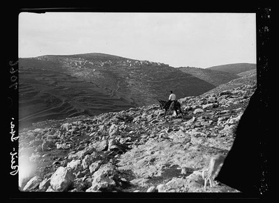 Beit,Middle East,American Colony Jerusalem Photo Dept,1934-1939,Camel,1