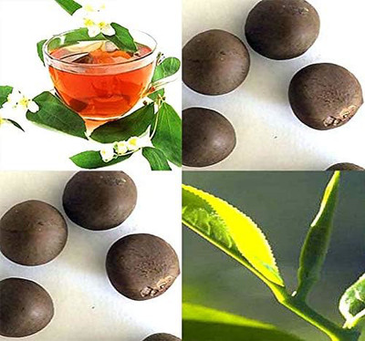 MySeeds.Co Big Pack - (25) Tea Plant Seed - Camellia sinensis - Edible Flower Se