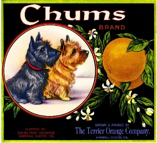 Marshall Canyon Chums Scottish & Cairn Terrier Dog Orange Crate Label Art Print