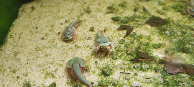 Triops Mongolia with approx. 150 eggs incl. food - breeding set