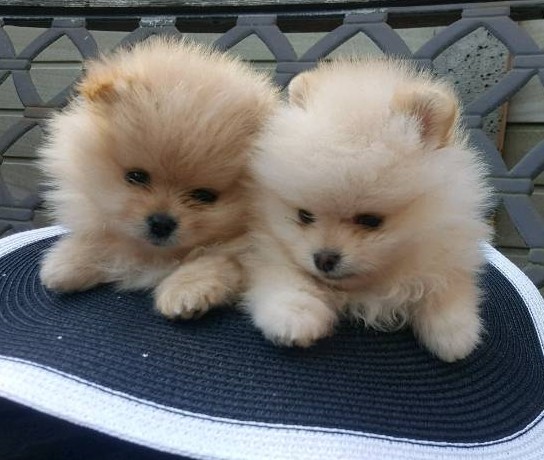 Tiny Pomeranian Puppies for sale in Basford