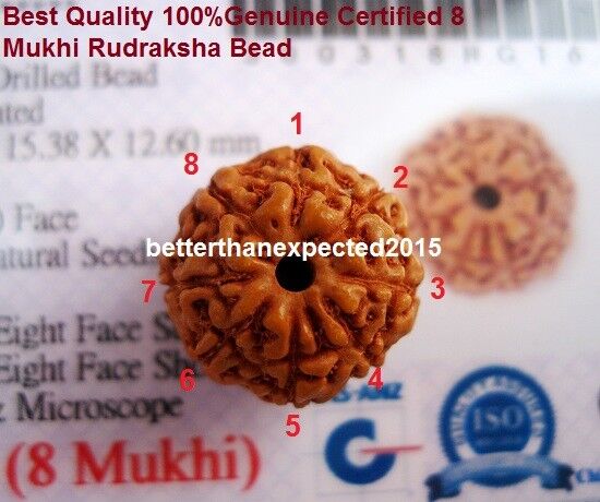 Lab Certified 8 Mukhi Rudraksha / Eight Face Rudraksh  Java Bead--16-18 Mm 