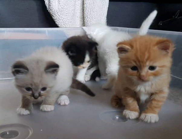 3 4 Ragdoll Kittens Ready On December 18th In Knowle Bristol Gumtree