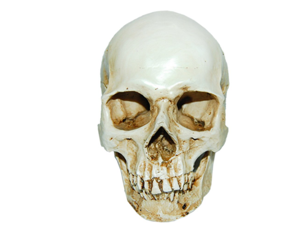 Human Skull Medical Replica Anatomical Skeleton Model Realistic Halloween Party