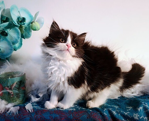 Hypoallergenic Siberian Kittens Ready Now In Swansea Gumtree