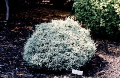 Chamaecyparis pisifera 'Snow'