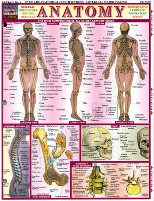 Anatomy