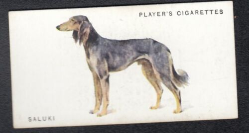 SALUKI Vintage 1931 Arthur Wardle Dog Painting Card 