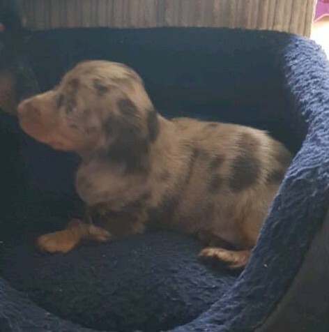 Dachshund Puppy Long Haired Dapple Girl In Winchester