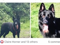 German Shepherd Puppies 