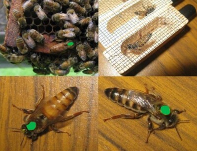 Queen bee UPS 2 day 2024 ''Northern'' Honey bee Queen - mated - marked - laying