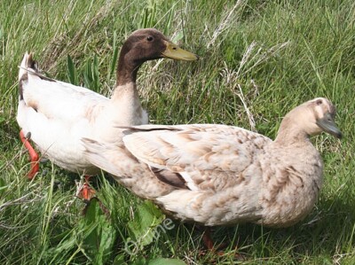 Photo 6x4 More Hungry Ducks Port Mholair As I drew in to the side of the  c2011