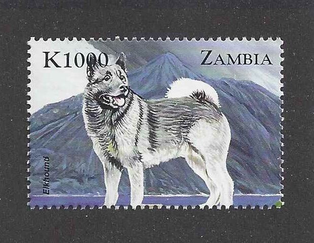 Dog Art Body Study Portrait Postage Stamp NORWEGIAN ELKHOUND Zambia Africa MNH