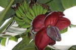 tropical-palm-and-banana-seeds