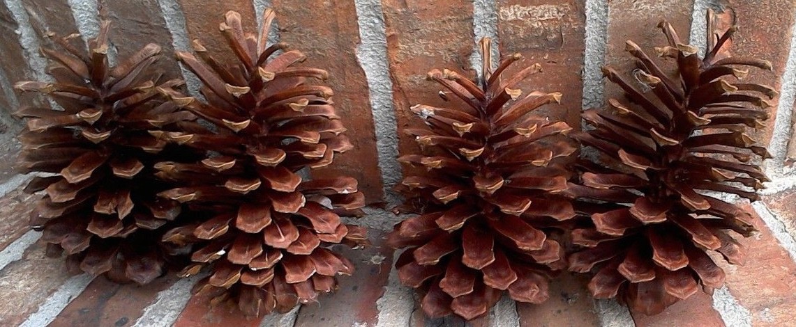 4 Large Natural Pinecones for Decorating & Crafts 7-8