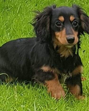 dachshund miniature cross
